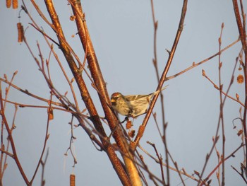 Common Redpoll 札幌;北海道 Fri, 12/26/2014