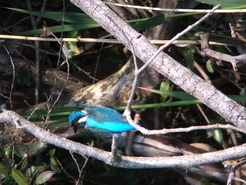 Common Kingfisher 生駒市新池 Fri, 5/1/2020