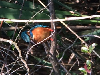 Common Kingfisher 生駒市新池 Fri, 5/1/2020