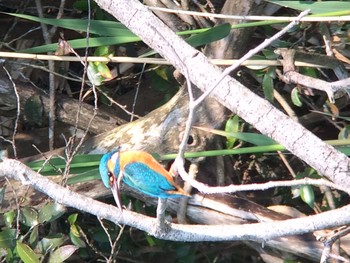 カワセミ 生駒市新池 2020年5月1日(金)