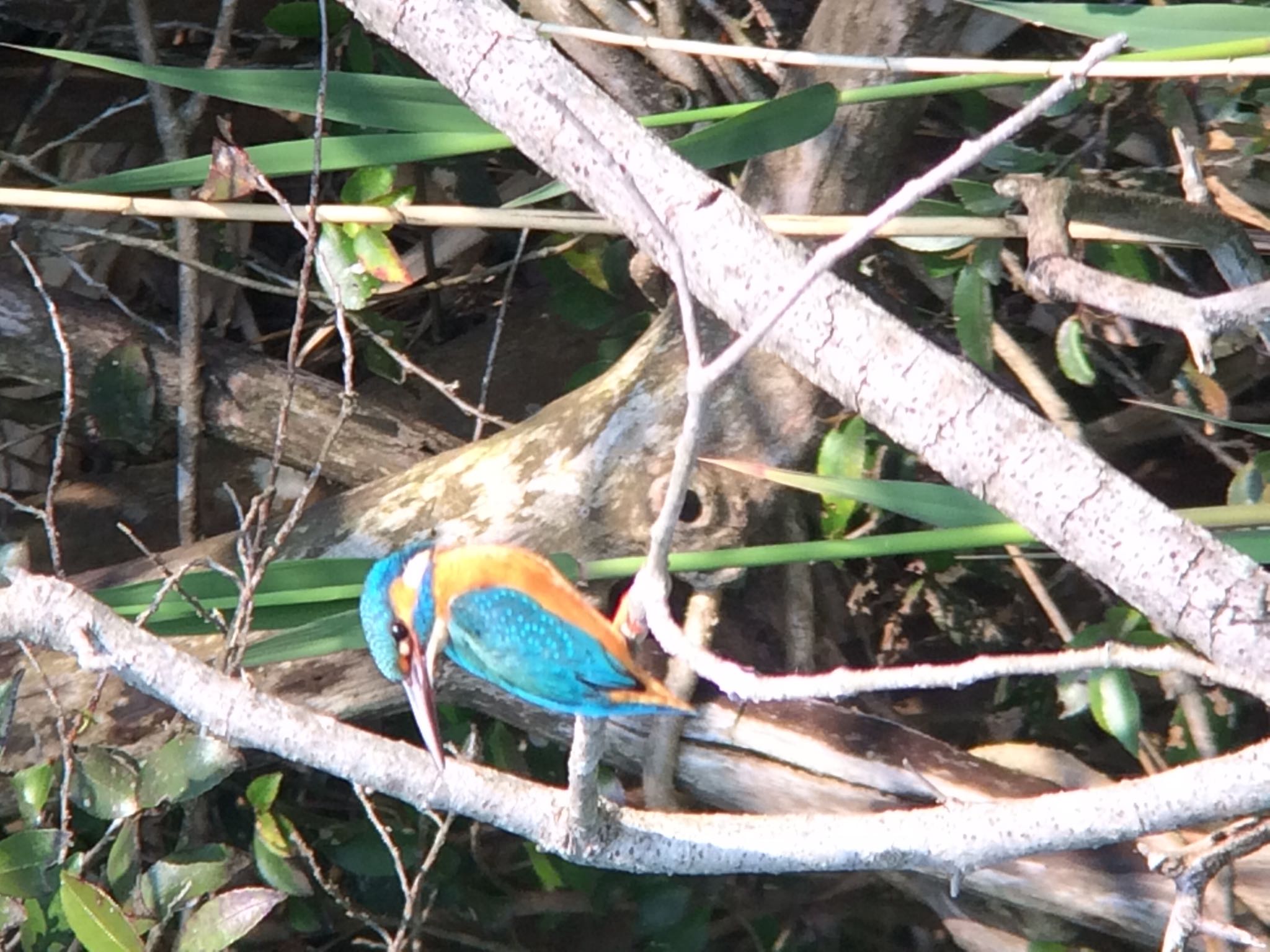 Photo of Common Kingfisher at 生駒市新池 by  takatang