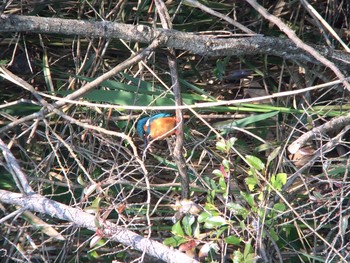 Common Kingfisher 生駒山 Fri, 5/1/2020