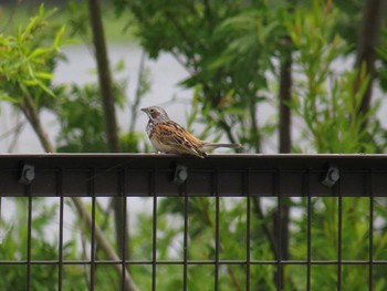 ホオアカ 石狩;北海道 2015年5月30日(土)