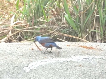 Fri, 5/1/2020 Birding report at 恩納村