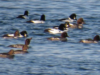 ホオジロガモ 留萌市;北海道 2015年1月1日(木)