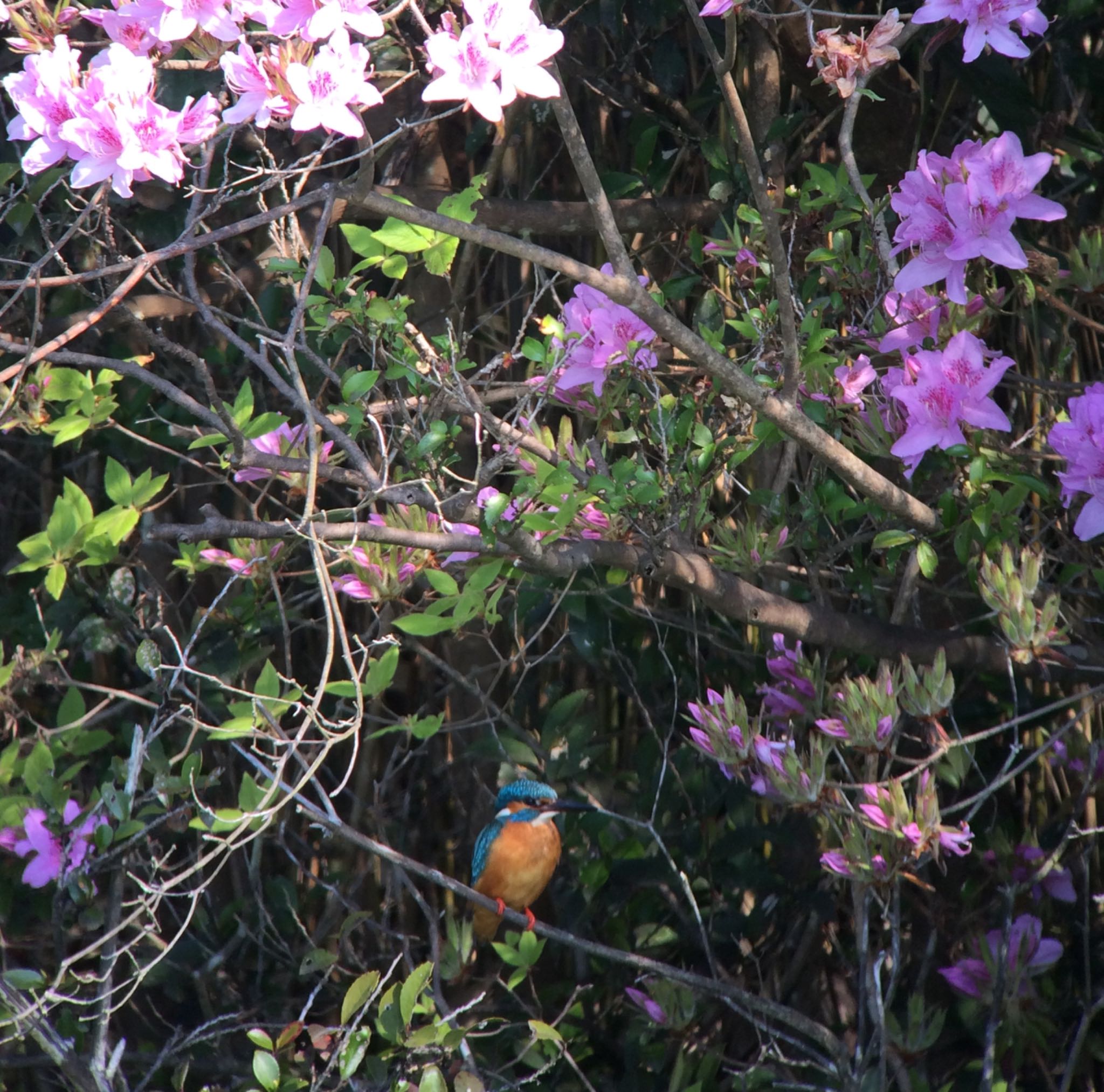 生駒市新池 カワセミの写真 by  takatang