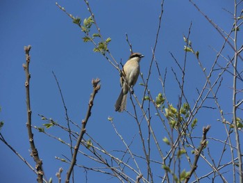 Unknown Species 大坂淀川左岸（旭区） Mon, 4/6/2020