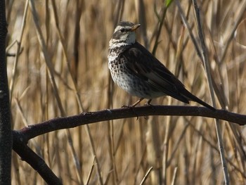 Unknown Species 大坂淀川左岸（旭区） Mon, 4/6/2020