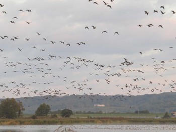 Greater White-fronted Goose 美唄市;北海道 Sun, 10/5/2014