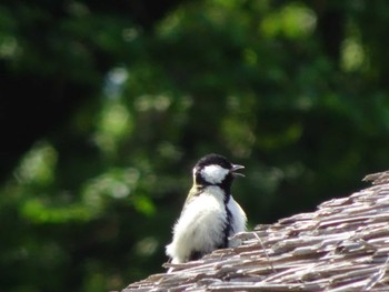 2020年5月1日(金) 薬師池公園の野鳥観察記録