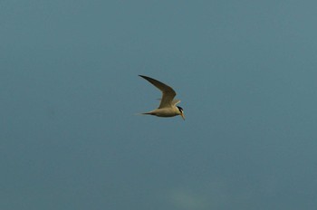 Little Tern 酒匂川 Wed, 4/22/2020