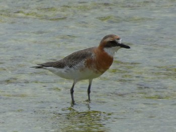 Greater Sand Plover Yoron Island Fri, 5/1/2020