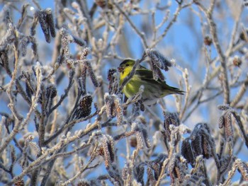 マヒワ 苫小牧市;北海道 2016年1月17日(日)