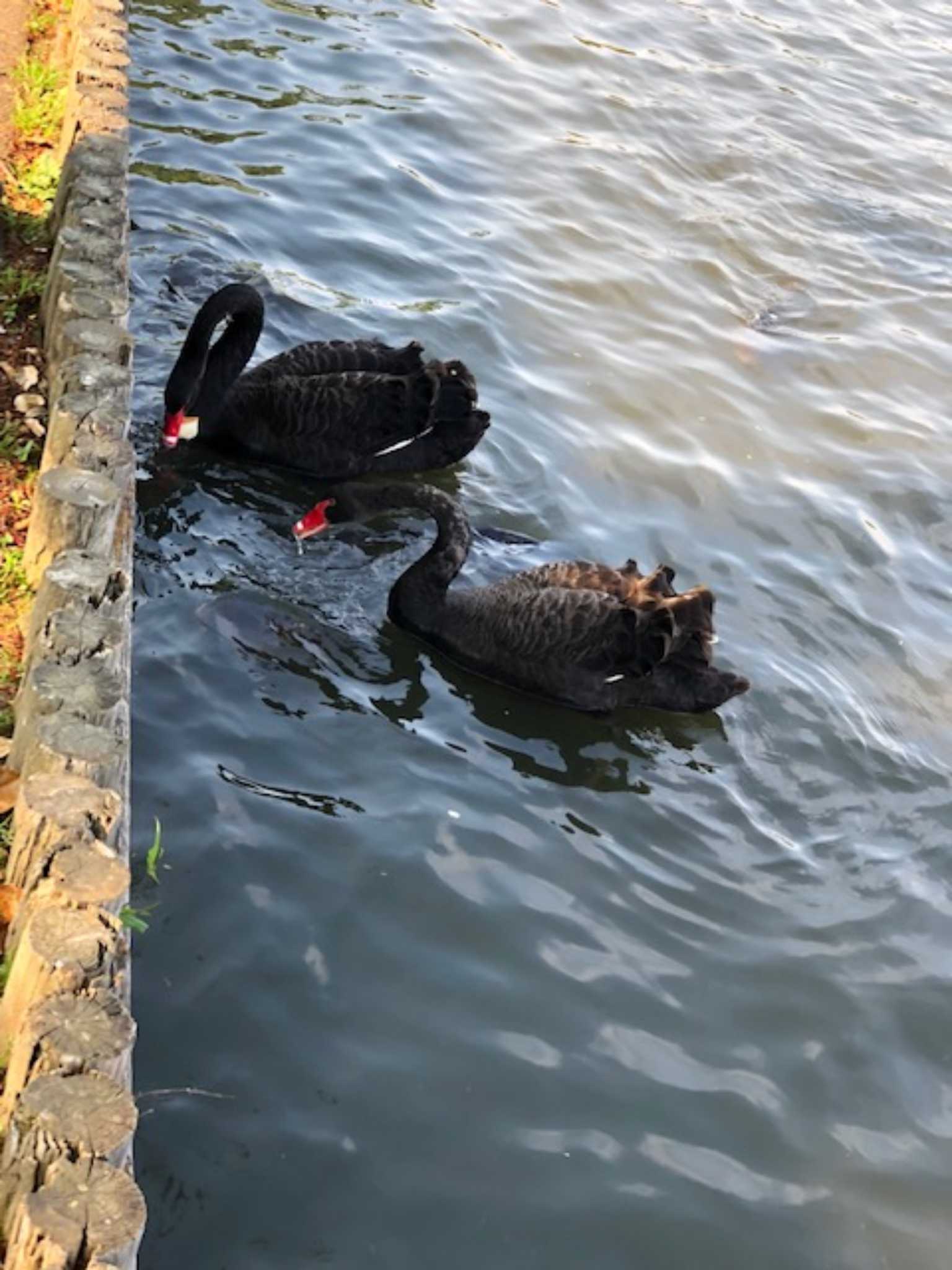 千波湖公園 コクチョウの写真 by Simo