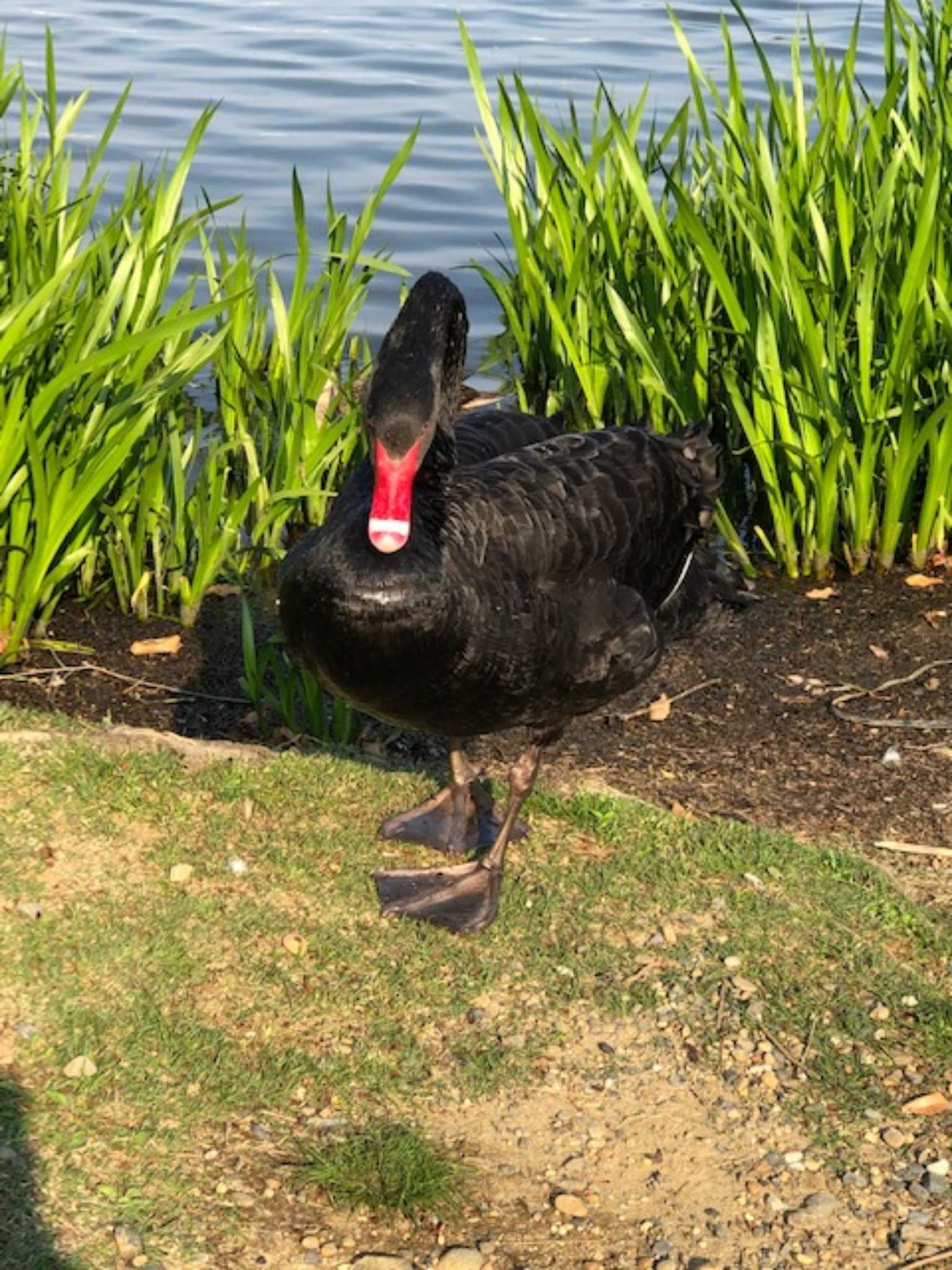 千波湖公園 コクチョウの写真 by Simo