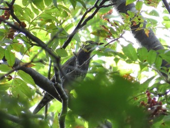 マミジロ 支笏湖野鳥の森 2014年9月6日(土)