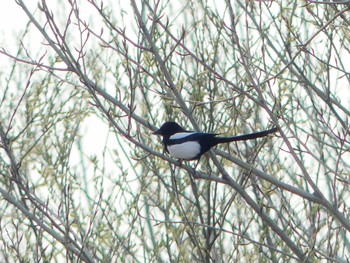 2020年5月1日(金) 勇払原野の野鳥観察記録