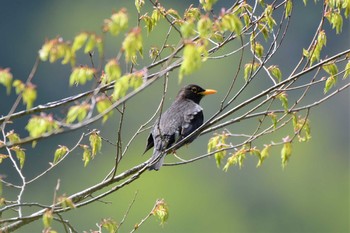 クロツグミ 早戸川林道 2020年5月1日(金)