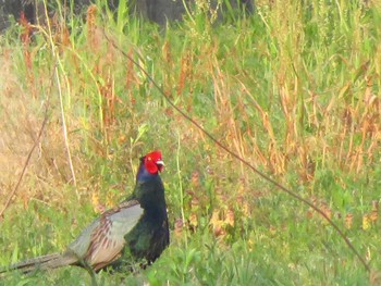 Fri, 5/1/2020 Birding report at 奈良県天理市杉本町近郊