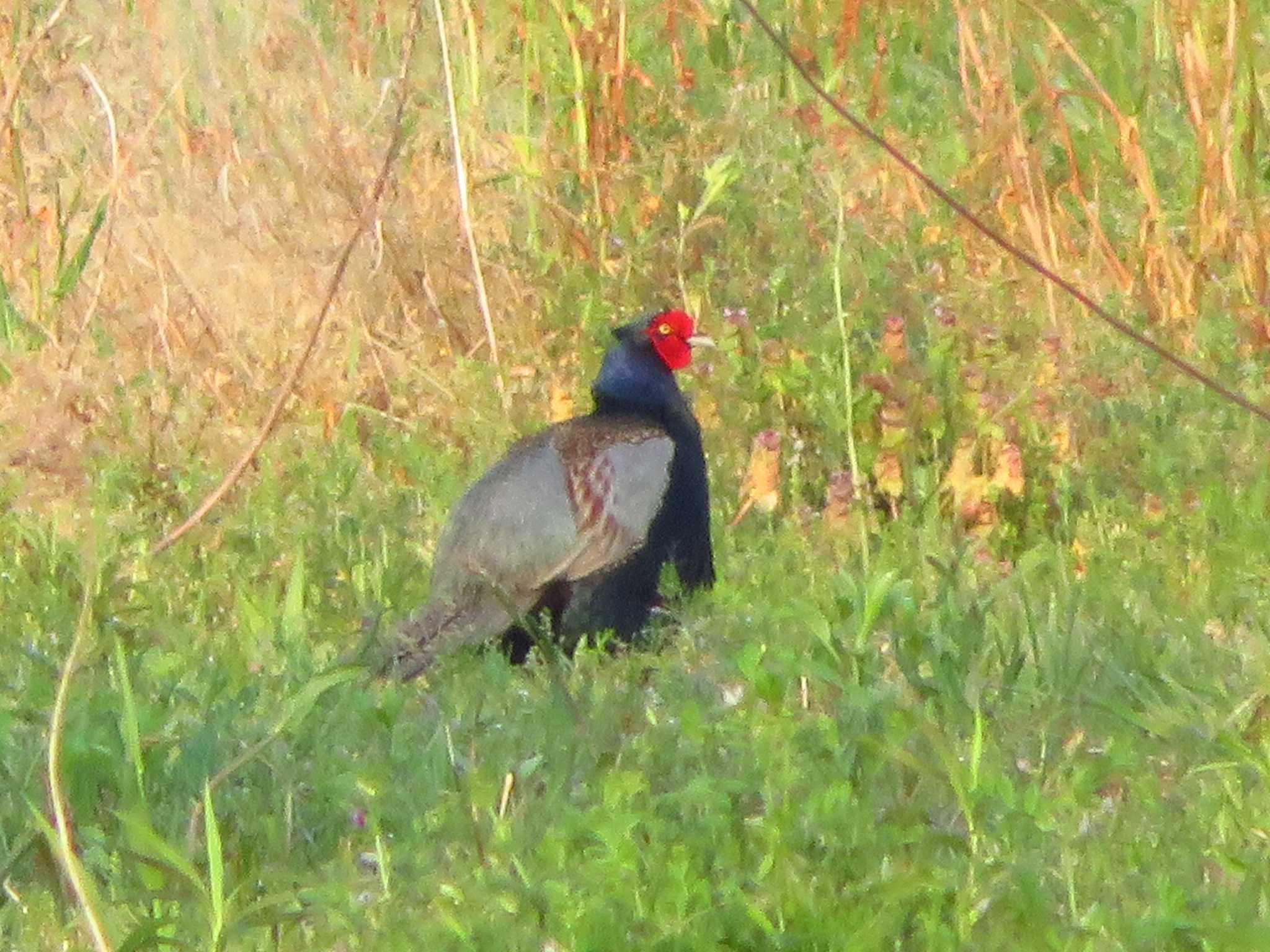 Green Pheasant