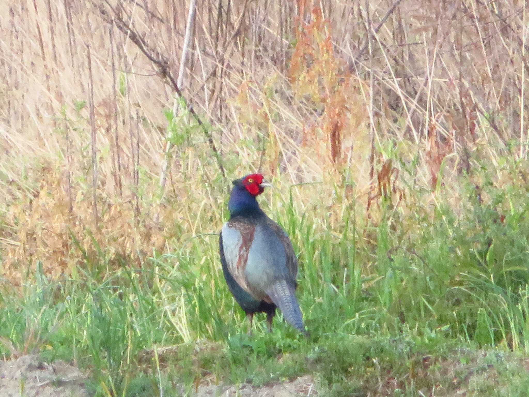 Photo of Green Pheasant at 奈良県天理市杉本町近郊 by Okaji