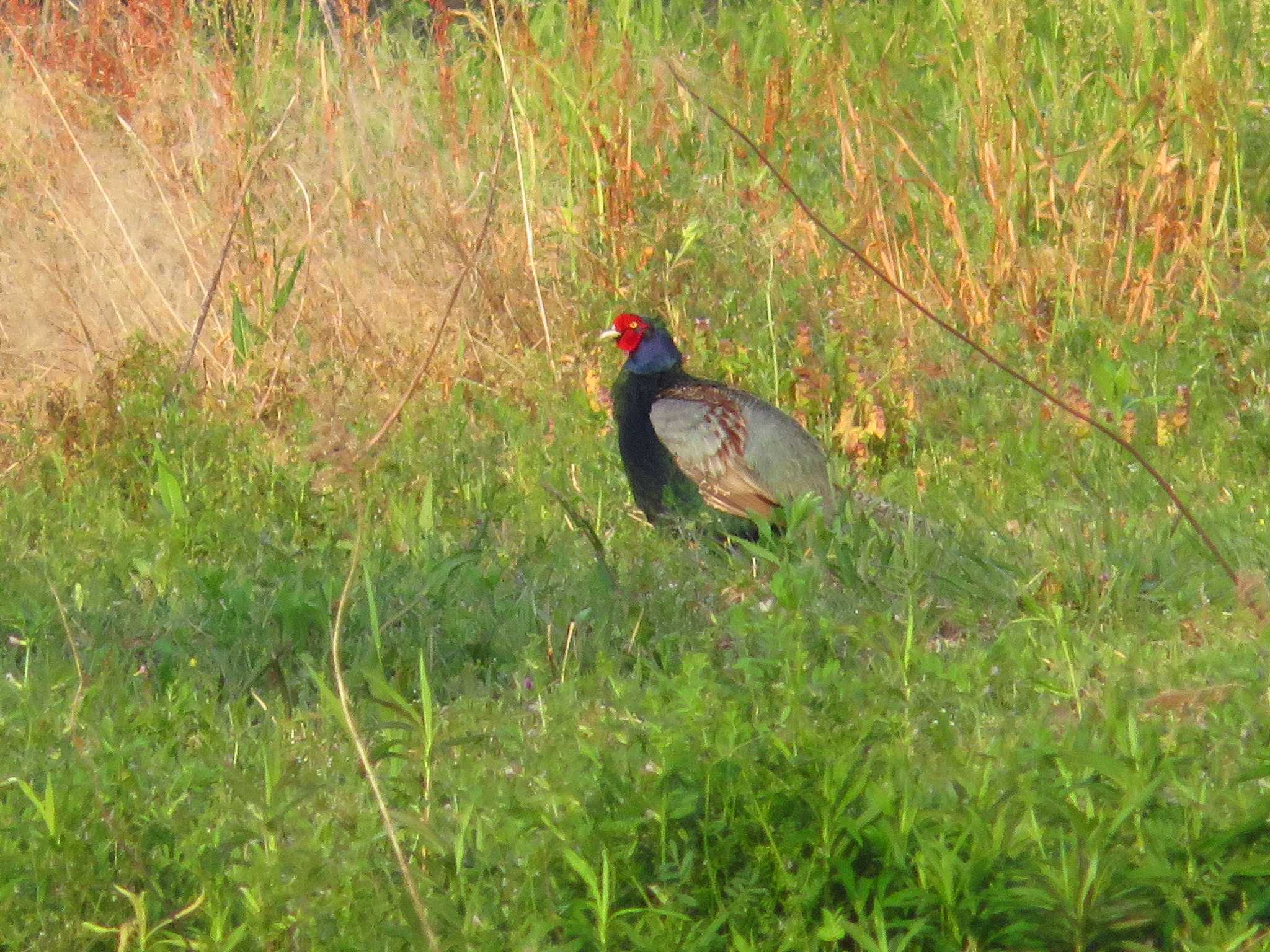 Green Pheasant