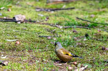 Grey-capped Greenfinch 石川県白山市 Fri, 4/3/2020