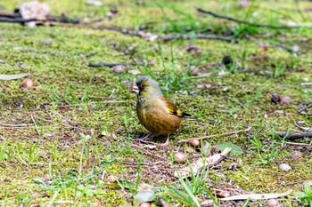 Grey-capped Greenfinch 石川県白山市 Fri, 4/3/2020