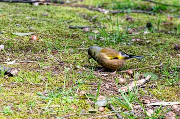 Grey-capped Greenfinch 石川県白山市若宮公園 Fri, 4/3/2020