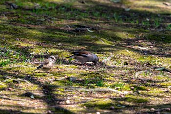 Masked Bunting 石川県白山市 Fri, 4/3/2020