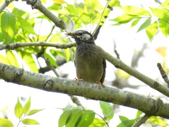 ムクドリ 石狩;北海道 2015年5月24日(日)