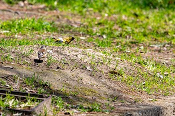 Masked Bunting 石川県白山市 Fri, 4/3/2020