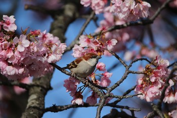 Russet Sparrow 埼玉県 Sun, 3/15/2020