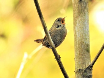 2020年4月29日(水) 栃木県日光市の野鳥観察記録