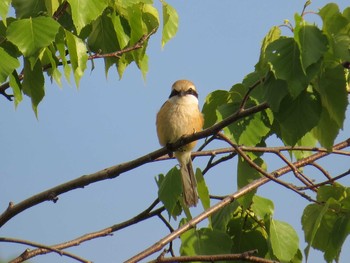 Bull-headed Shrike 札幌;北海道 Sat, 5/23/2015