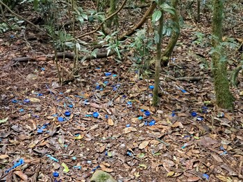 Satin Bowerbird O'Reilly's Rainforest Retreat Sat, 12/28/2019