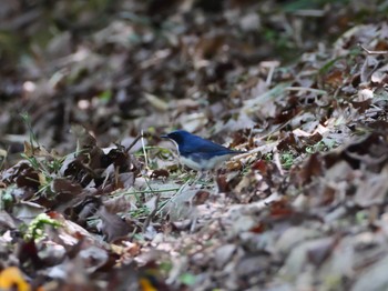 Fri, 5/1/2020 Birding report at 明石市