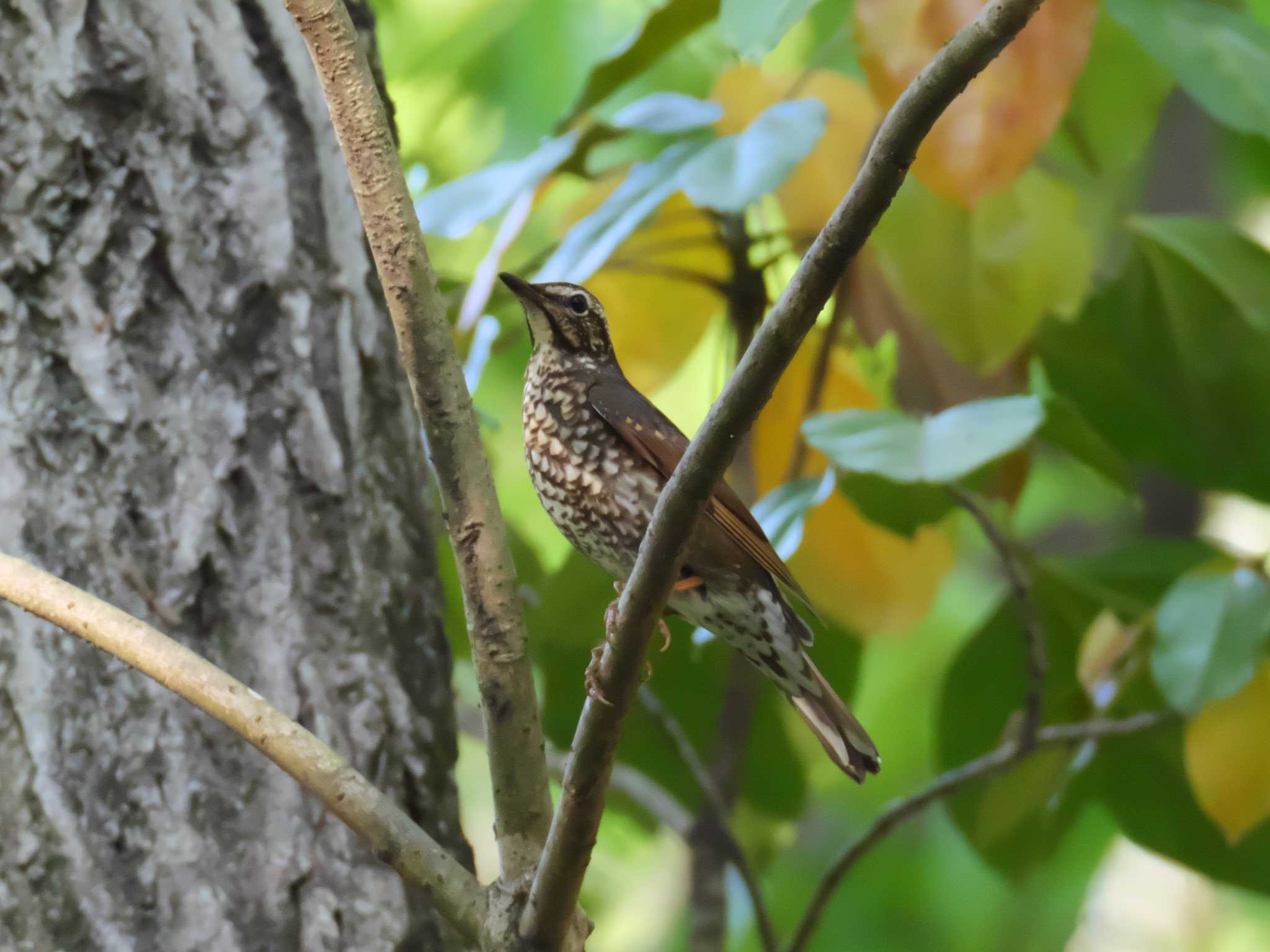 Photo of Siberian Thrush at 明石市 by 禽好き