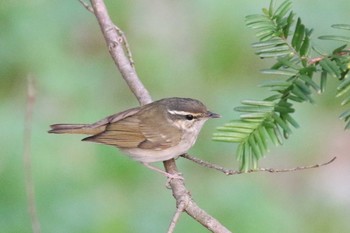 Sakhalin Leaf Warbler Miharashi Park(Hakodate) Fri, 5/1/2020