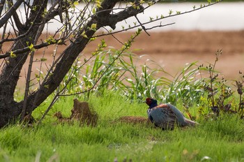 Green Pheasant 神奈川県 綾瀬市 Sat, 4/16/2016