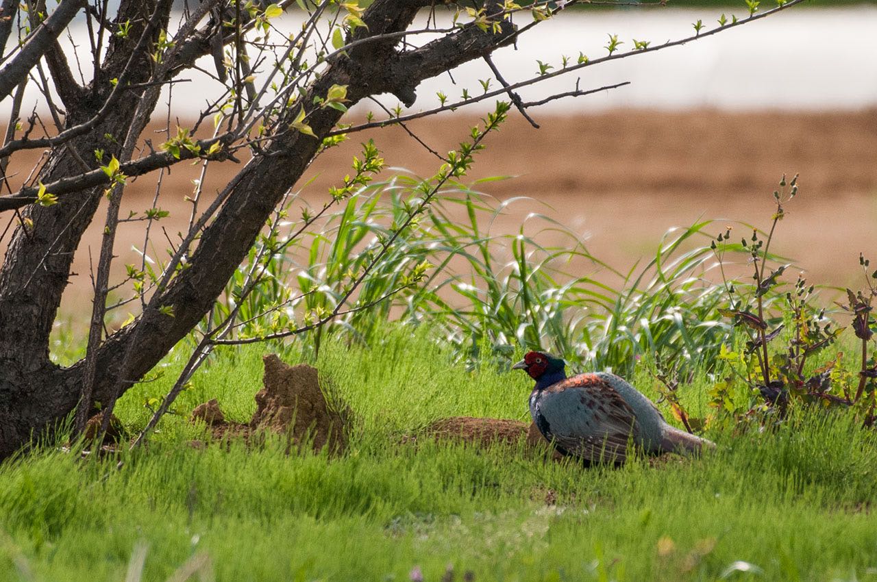 Photo of Green Pheasant at 神奈川県 綾瀬市 by komezou