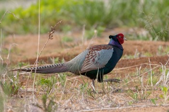 Green Pheasant 神奈川県 綾瀬市 Sat, 4/16/2016