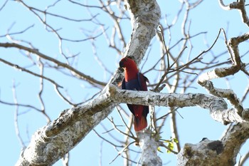 オオハナインコ アイアンレンジ国立公園 2019年10月16日(水)