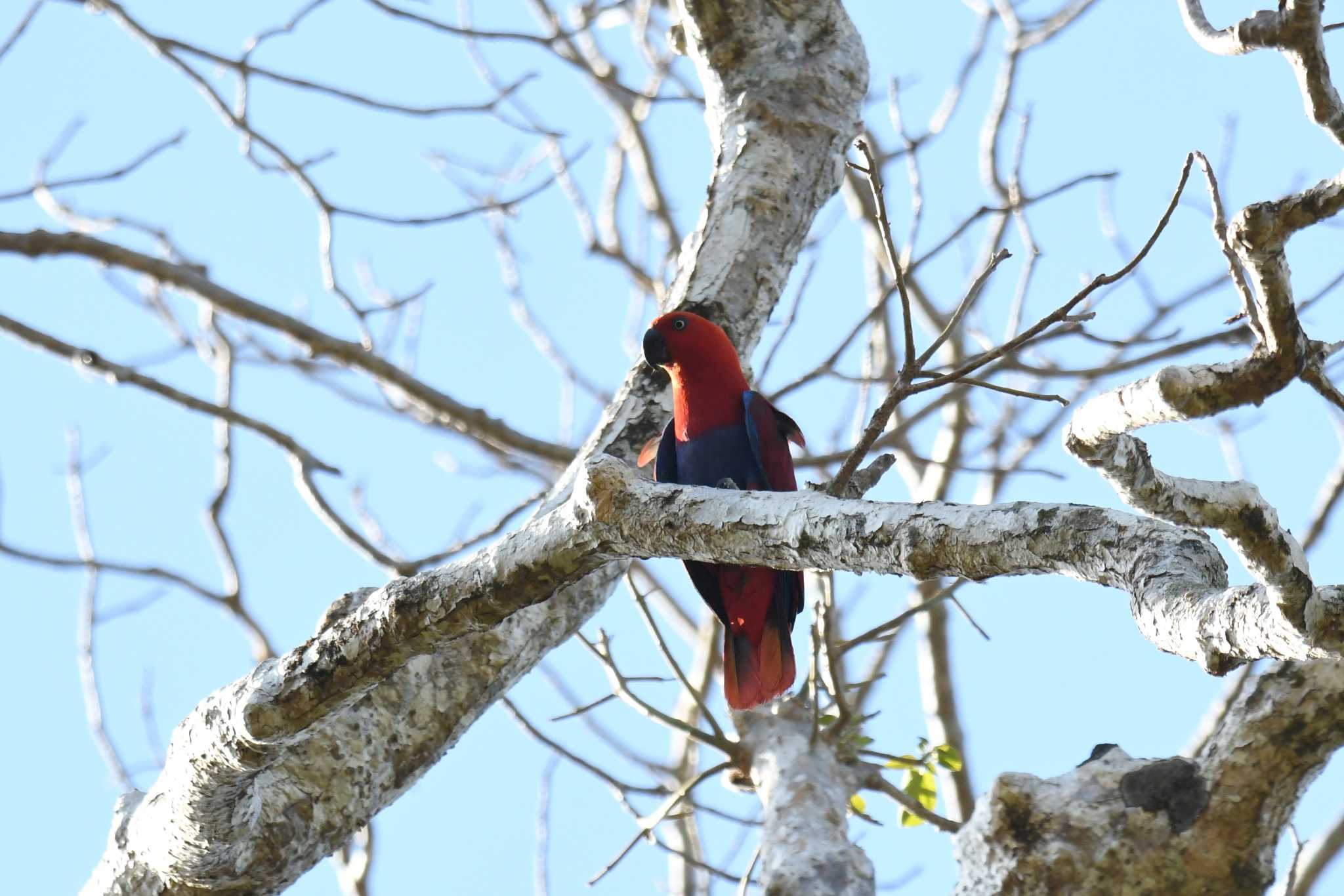 Papuan Eclectus