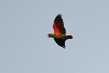 オオハナインコ アイアンレンジ国立公園 2019年10月16日(水)