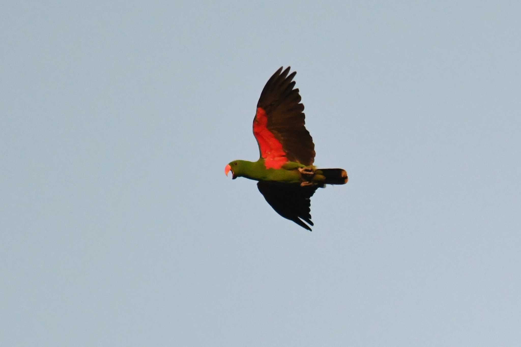 Papuan Eclectus