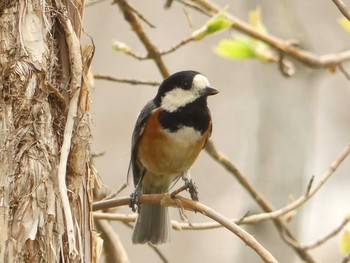 2020年5月1日(金) 野幌森林公園の野鳥観察記録