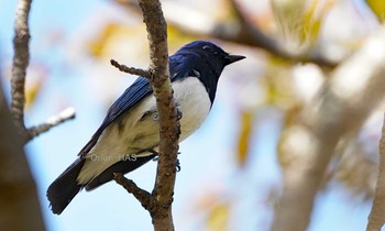 Blue-and-white Flycatcher 東京都多摩地域 Sat, 4/13/2019