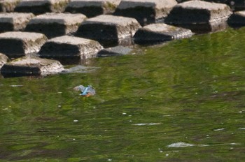 Common Kingfisher Unknown Spots Sat, 4/16/2016