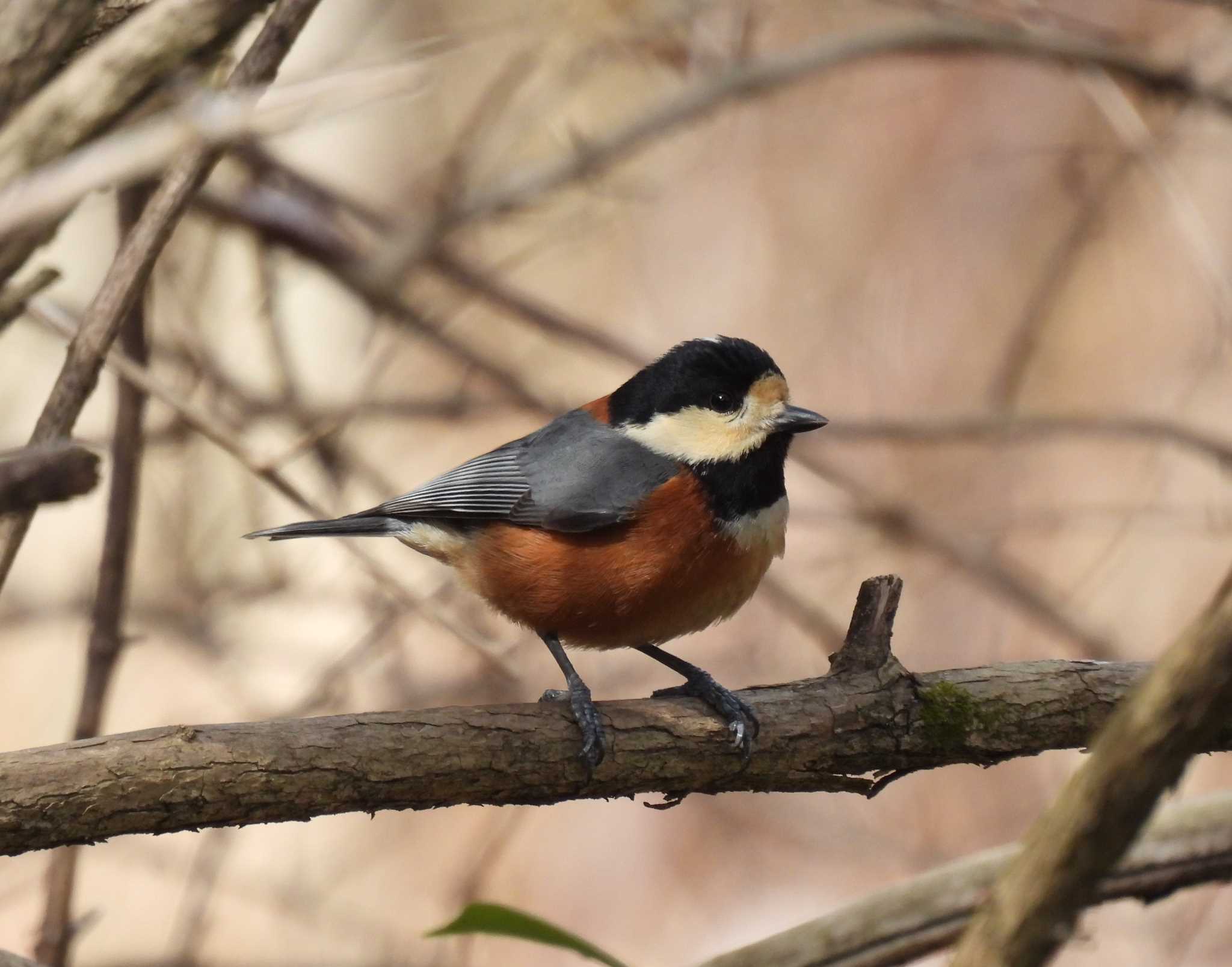 Photo of Varied Tit at Showa Kinen Park by taiga